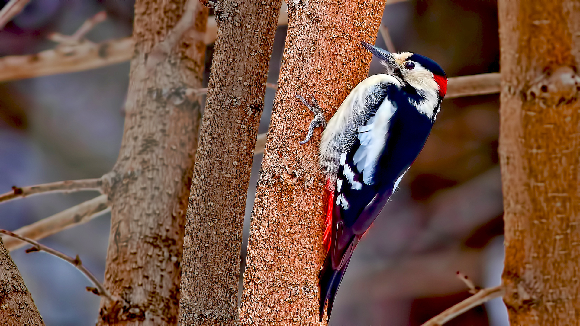 Syrian Woodpecker